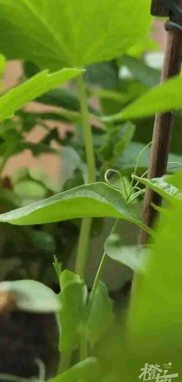 你在家种花种菜，两位浙大毕业生“卖土”做成大生意，公司估值10亿