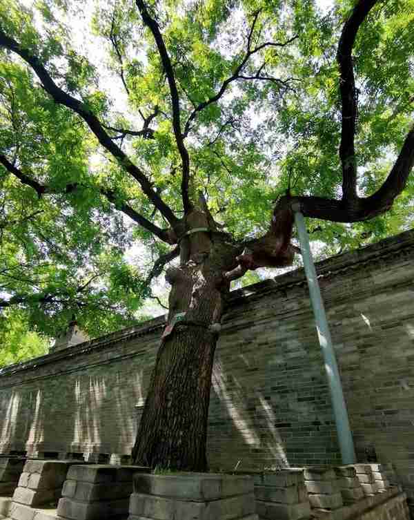 朱文杰：北教场与教场门（上）