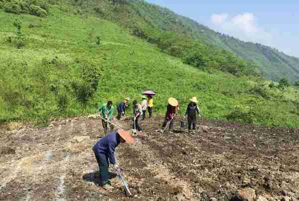 2019黄精种植前景分析和一亩中药材黄精要投资多少钱？