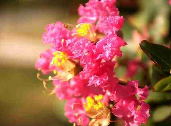 “国花”评选引关注，江苏各市的市花你知道吗？来看看你家乡的花