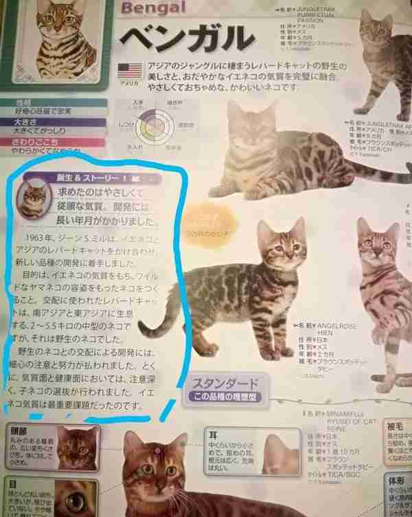 孟加拉豹猫到底多少钱一只？