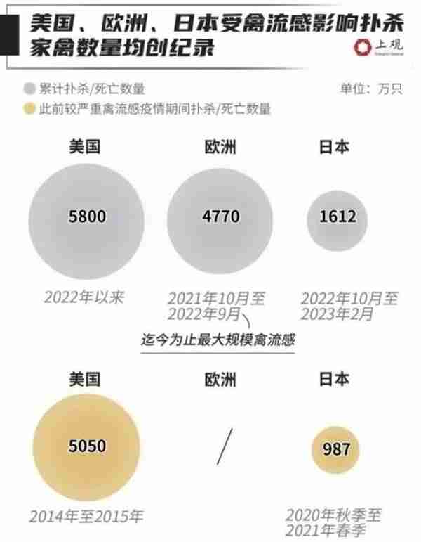 快吃不起鸡蛋了？全球多地蛋价创纪录！最离谱的是这个国家→