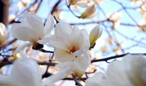 “国花”评选引关注，江苏各市的市花你知道吗？来看看你家乡的花