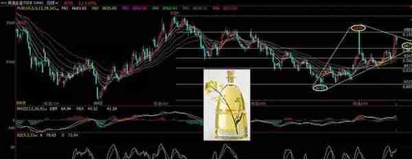 菜油现货报价再次接近7000元/吨，现抗跌新常态