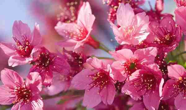 “国花”评选引关注，江苏各市的市花你知道吗？来看看你家乡的花