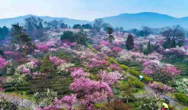 “国花”评选引关注，江苏各市的市花你知道吗？来看看你家乡的花