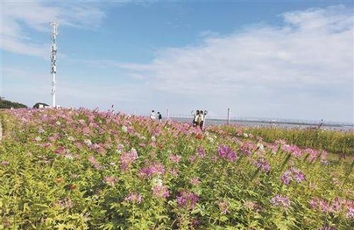 泉州中心市区多处花海在社交平台“出圈”迎来打卡热潮