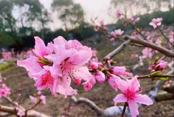 “梅”飞色舞，沪郊赏花好去处丨上海市消保委现代农业办