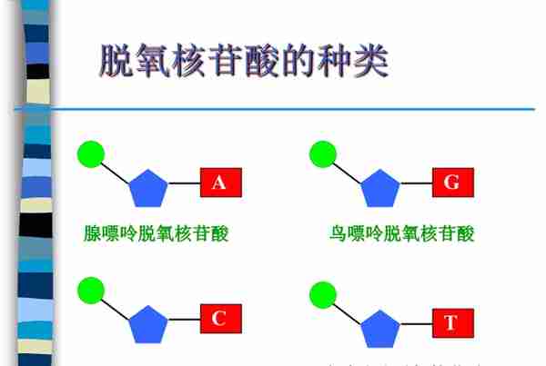 人体为什么会衰老？如果解决了端粒效应，人类是否能长生不老？