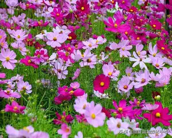 快收藏！临夏州绿化美化建议树种草种及花卉来了～