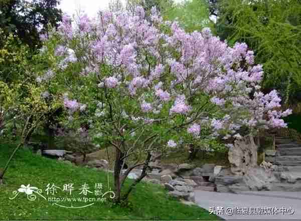 快收藏！临夏州绿化美化建议树种草种及花卉来了～