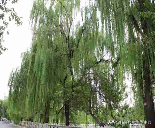 快收藏！临夏州绿化美化建议树种草种及花卉来了～