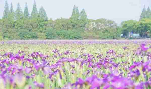 “梅”飞色舞，沪郊赏花好去处丨上海市消保委现代农业办