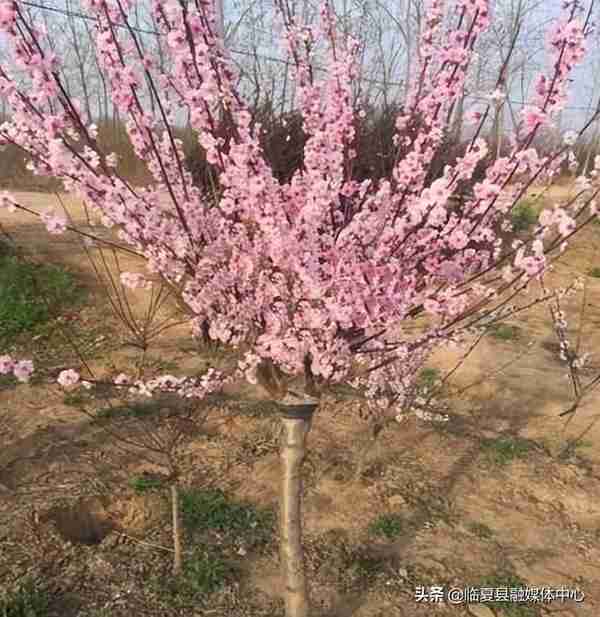 快收藏！临夏州绿化美化建议树种草种及花卉来了～