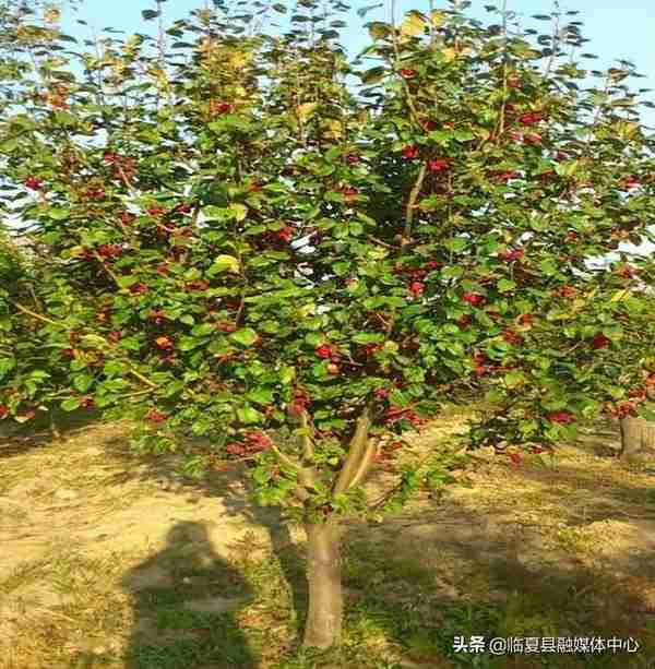 快收藏！临夏州绿化美化建议树种草种及花卉来了～