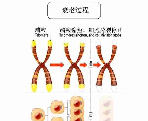 人体为什么会衰老？如果解决了端粒效应，人类是否能长生不老？