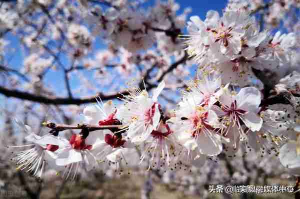 快收藏！临夏州绿化美化建议树种草种及花卉来了～