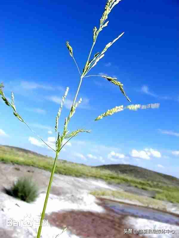 快收藏！临夏州绿化美化建议树种草种及花卉来了～