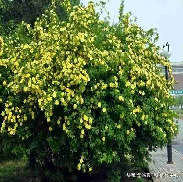 快收藏！临夏州绿化美化建议树种草种及花卉来了～