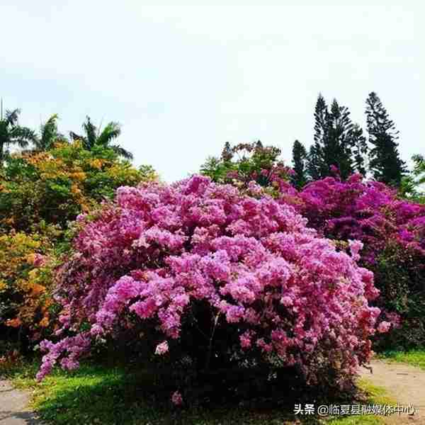 快收藏！临夏州绿化美化建议树种草种及花卉来了～