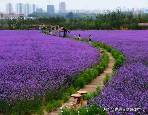 快收藏！临夏州绿化美化建议树种草种及花卉来了～