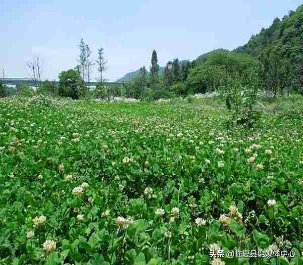 快收藏！临夏州绿化美化建议树种草种及花卉来了～