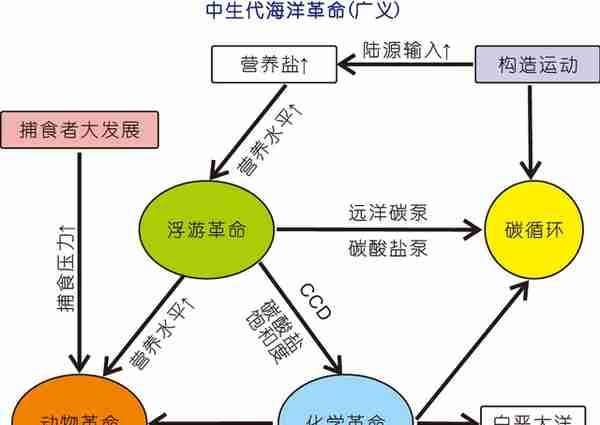 古生代-中生代之交海洋生物泵演变与浮游生物革命