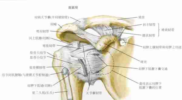 日常生活中肩关节脱位比较多！需要怎样处理呢？