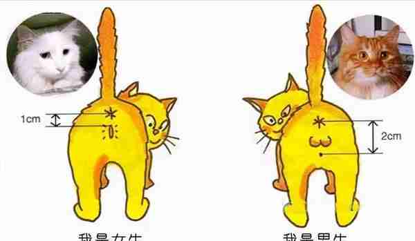 盘点猫咪“性”冷知识，作为铲屎官要知道