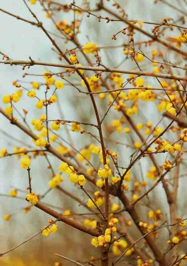 春节赏“梅”好去处，就在宝山顾村公园~|爱申活暖心春