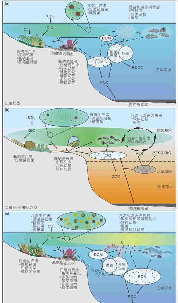 古生代-中生代之交海洋生物泵演变与浮游生物革命