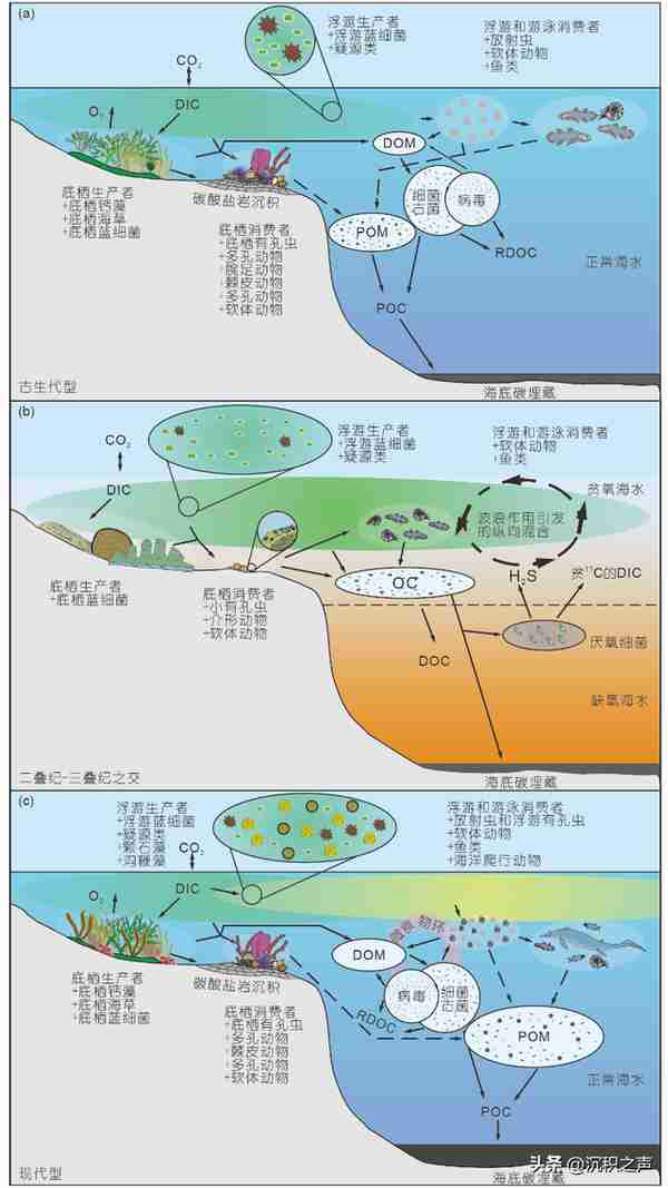 古生代-中生代之交海洋生物泵演变与浮游生物革命