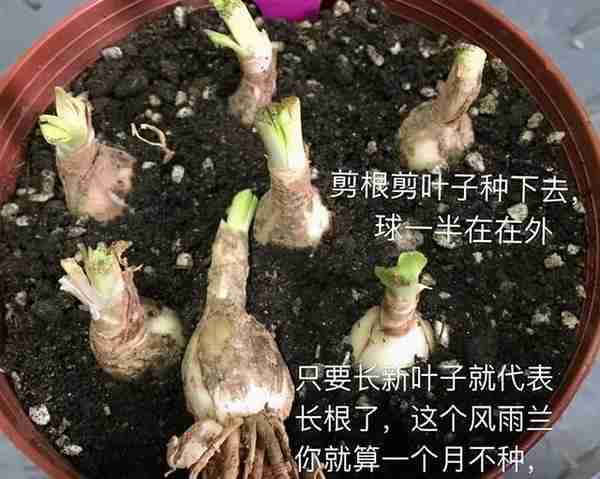 便宜的风雨兰，3月种一盆，花满盆，球满盆，一开花大半年