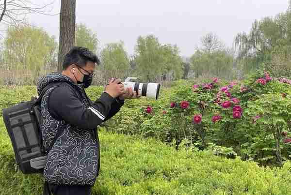 洛阳隋唐城遗址植物园：牡丹展露芳容连片盛开