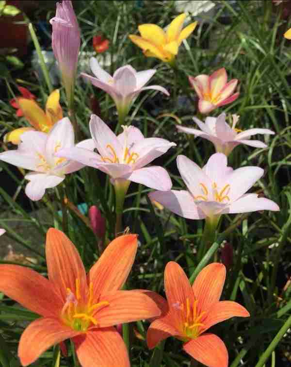 便宜的风雨兰，3月种一盆，花满盆，球满盆，一开花大半年