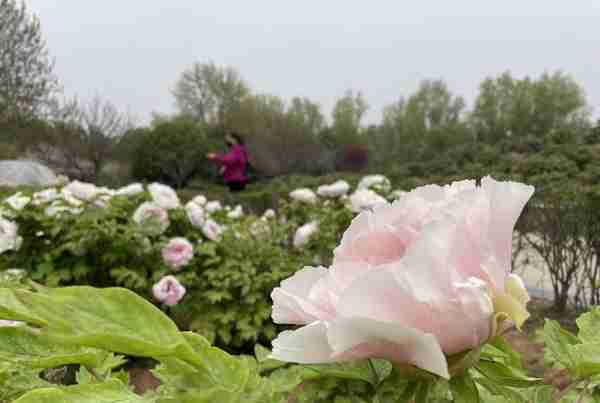 洛阳隋唐城遗址植物园：牡丹展露芳容连片盛开