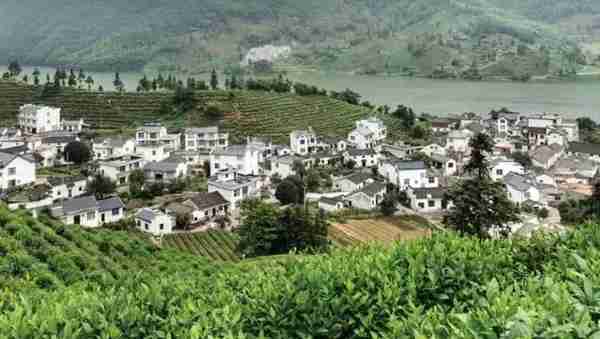 黄山区，我们的味道是茶