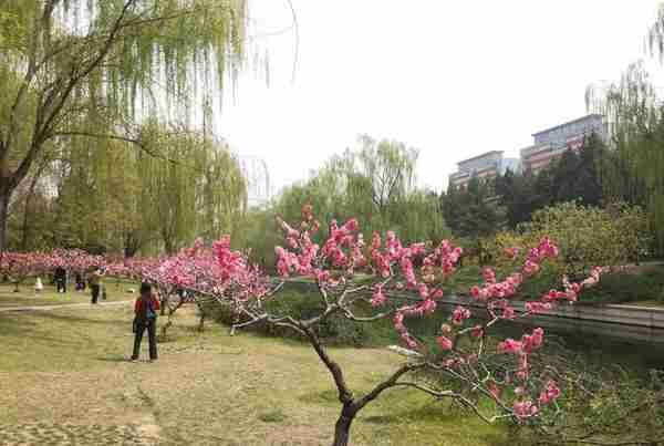 元大都北土城“海棠花溪”，柳绿桃红海棠花落彩缤纷