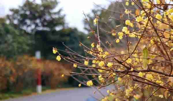 春节赏“梅”好去处，就在宝山顾村公园~|爱申活暖心春