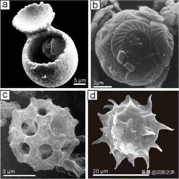 古生代-中生代之交海洋生物泵演变与浮游生物革命