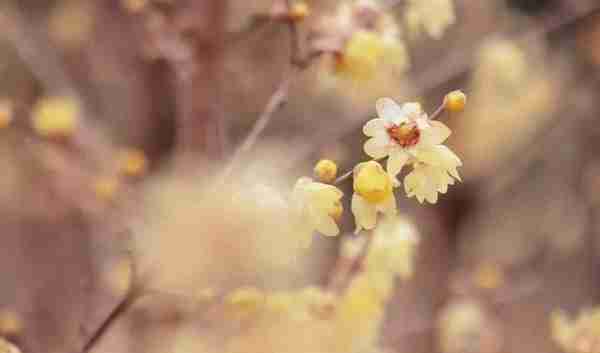 春节赏“梅”好去处，就在宝山顾村公园~|爱申活暖心春