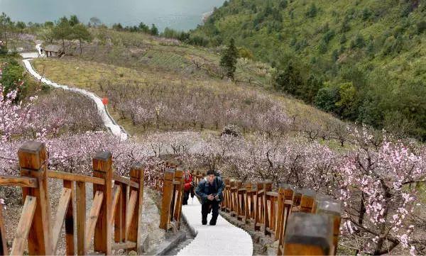 青田史上最强春游攻略，爬山、赏花、摘草莓、放风筝……有这一条微信就够了