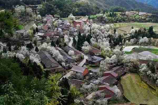 青田史上最强春游攻略，爬山、赏花、摘草莓、放风筝……有这一条微信就够了