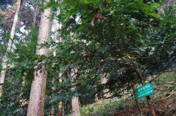 央媒看南平｜存入“绿水青山”取出“金山银山”—南平“生态银行”调查