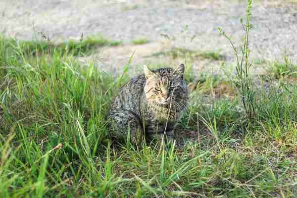 狂野猩大招